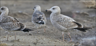 Herring Gull (right) with Lesser Black-backed Gulls, 1st cy