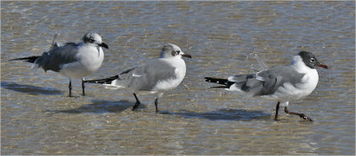 Laughing Gulls, basic adults with pre basic