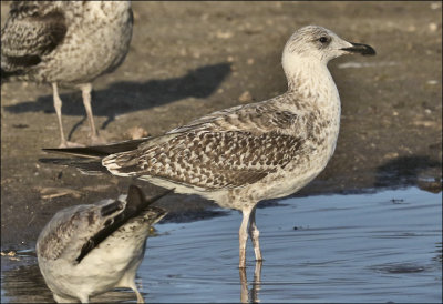 presumed Lesser Black-backed Gull, 1st cy