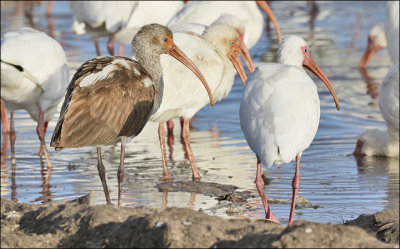 White Ibises.  Adults with 1st cy