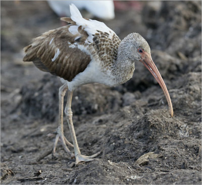 White Ibis, 1st cy