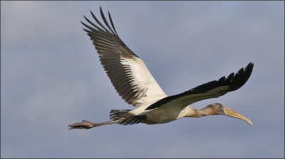 Wood Stork, 1st cy
