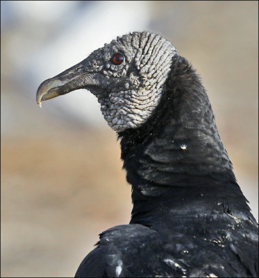 Black Vulture, adult