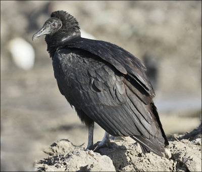 Black Vulture, presumed juvenile