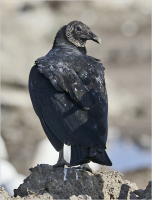 Black Vulture, adult