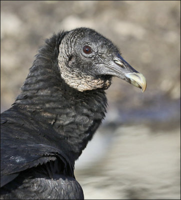 Black Vulture, adult
