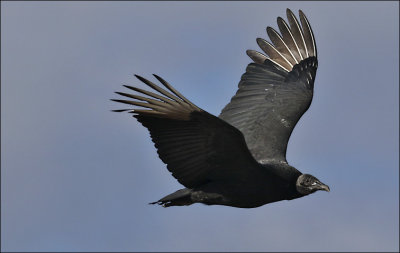 Black Vulture, immature