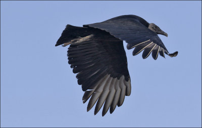 Black Vulture, presumed adult
