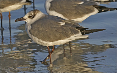 Laughing Gulls - winter adults