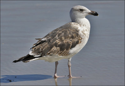 Great Black-backed Gull, 2nd cy
