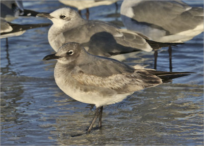 Laughing Gull, 1st  cy with 2nd cy (rear)