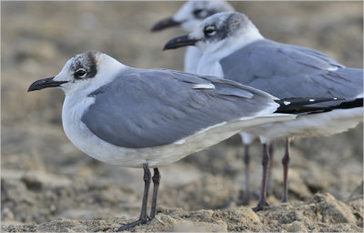 Laughing Gulls  -  Winter adults