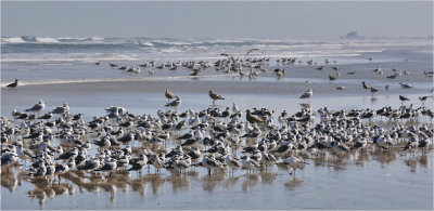 Mixed flock; Mainly Laughing Gulls