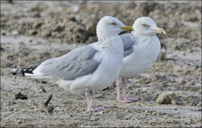 Herring Gulls, basic adults