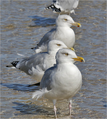 Herring Gulls,  basic adults