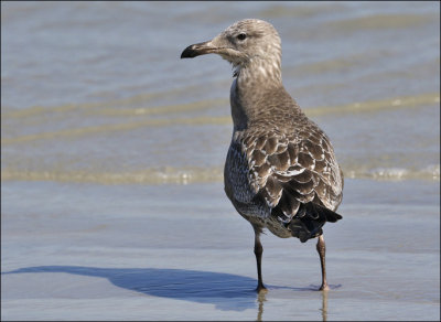 Herring Gull, 1st cy