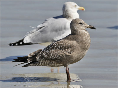 Herring Gulls, 1st cy and adult