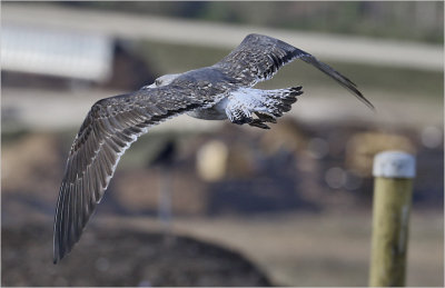 Lesser Black-backed Gull (L. f. graellsii), 2nd cy