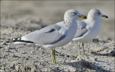 Ring-billed Gull, adult with 2nd cy (rear)