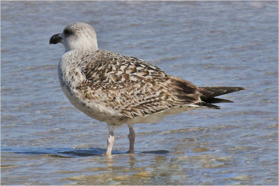 Great Black-backed Gull. 1st cy