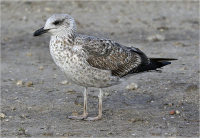 Lesser Black-backed Gull, 1st cycle, probable graellsii