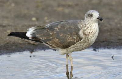 Lesser Black-backed Gull, 2nd cycle)