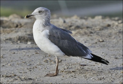 Lesser Black-backed Gull, nonbreeding adult