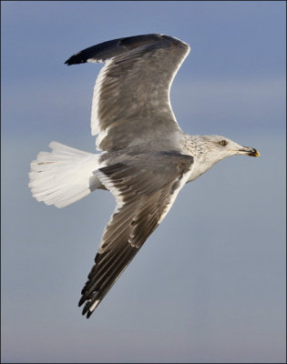 LESSER BLACK-BACKED GULL, 3rd cycle