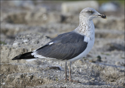 LESSER BLACK-BACKED GULL, probable 3rd cycle