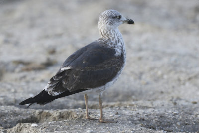 LESSER BLACK-BACKED GULL, 3rd cycle 