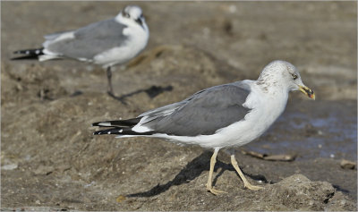LESSER BLACK-BACKED GULL, 3rd cycle 
