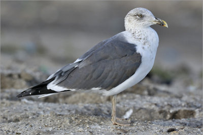 LESSER BLACK-BACKED GULL, 3rd cycle