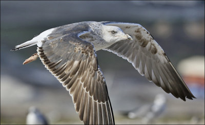 Lesser Black-backed Gull, 2nd cycle