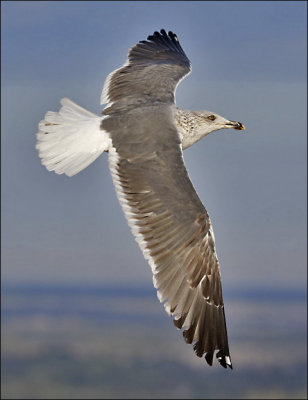 LESSER BLACK-BACKED GULL (possible L. f. intermedius), 3rd cycle