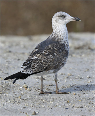 LESSER BLACK-BACKED GULL, 2nd cycle