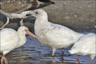 Iceland Gull, 1st cycle