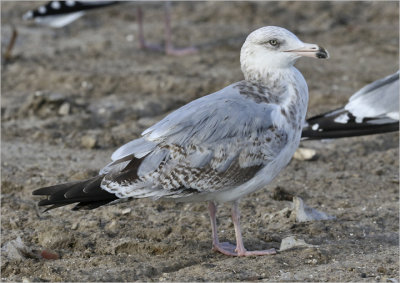 Herring Gull, 2nd cy (East Coast)
