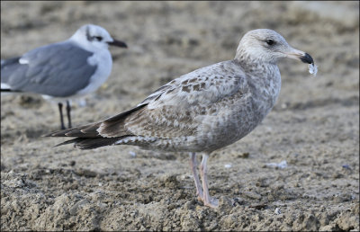 Herring Gull, 1st cy (East Coast)