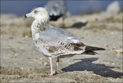 Herring Gull, 2nd cy (East Coast)