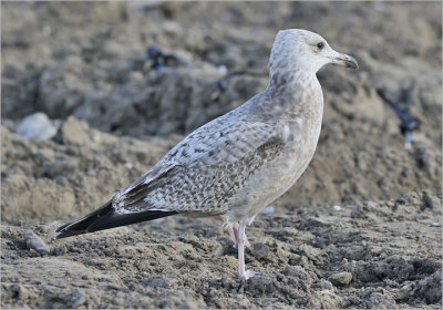 Herriing Gull, 1st cy (East Coast)