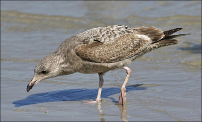 Herring Gull, 1st cy (East Coast)