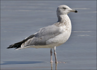 Herring Gull, 3rd cy (East Coast)