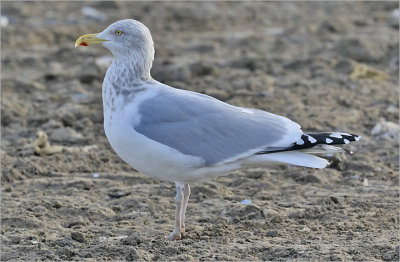 Herring Gull, basic adult (East Coast)