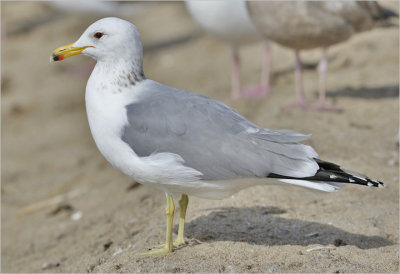 California Gull, basic adult, presumed albertaensis ssp