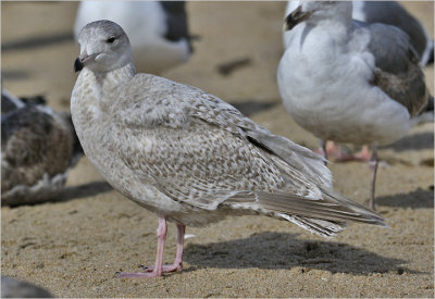 Glaucous x Herring Gull hybrid, 1st cy (2 of 3)