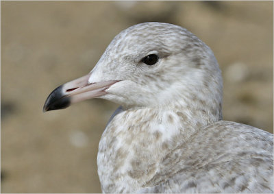 Glaucous x Herring Gull hybrid, 1st cy (3 of 3)
