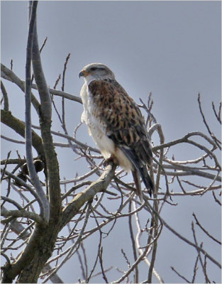Ferruginous Hawk, adult (1 of 2)