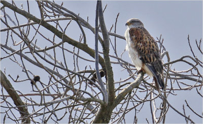 Ferruginous Hawk, adult (2 of 2)