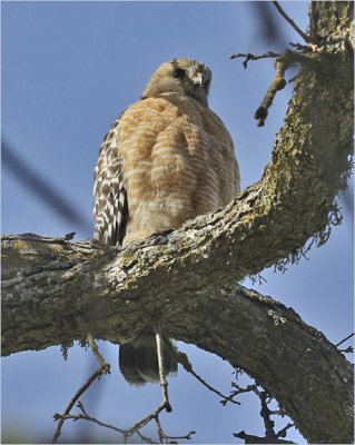 Red-shouldered Hawk, adult (1 of 2)