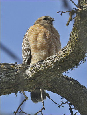 Red-shouldered Hawk, adult (2 of 2)